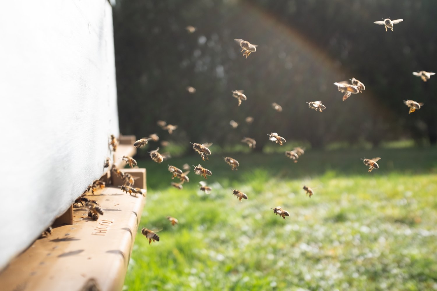 While you’re stuck at home, take this free opportunity to learn something new you might want to implement into your daily life. Maybe you’re the next beekeeper in the neighborhood.